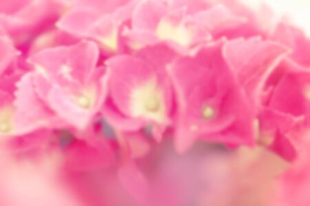Abstract blurred image of pink petals, vintage toned Hydrangea for background.の写真素材