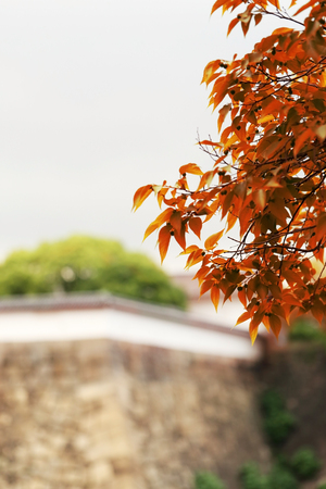 Red leave on branch with evergreen tree and stoned wall background.の写真素材