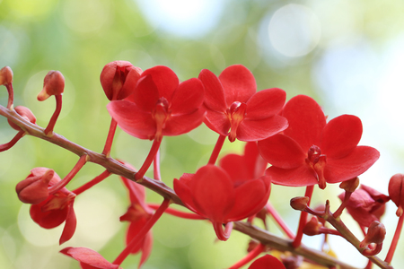 Bunch of red vanda orchid flower with green garden bokeh background.の写真素材