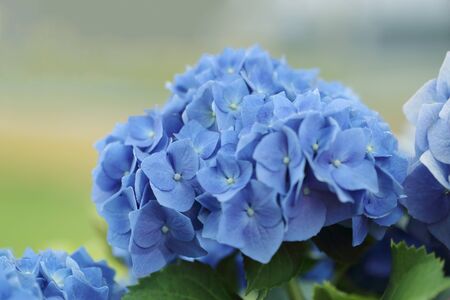 Blue Hydrangea flower on blurred background.の写真素材