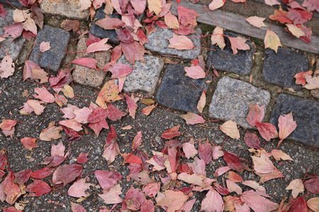 Pavement or sidewalk tiles with dry autumn leaves, top view.の写真素材
