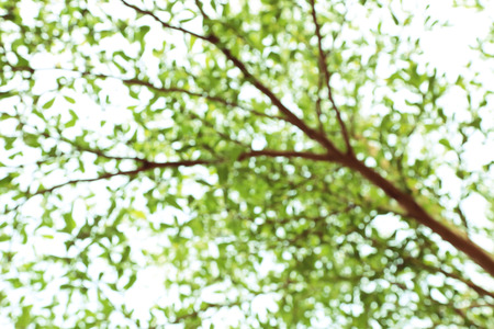 Abstract spring image. Green natural background of out of focus tree branch or bokeh.の写真素材