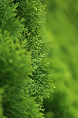 Branch of pine tree, selective focus with blurred green background.の写真素材