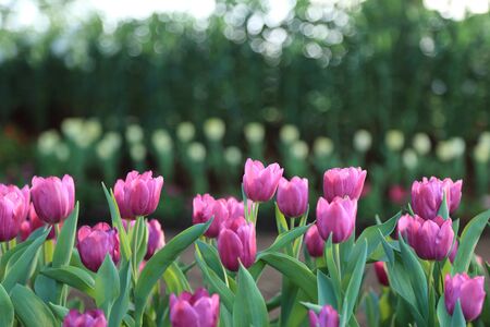 Purple tulip flowers in spring garden.の写真素材