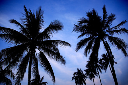 Silhouette coconut palm tree on blue sky background.の写真素材