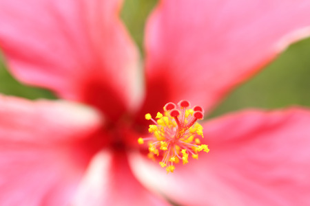 Long stamens with pollen inside red hibiscus flower by macro lens.の写真素材