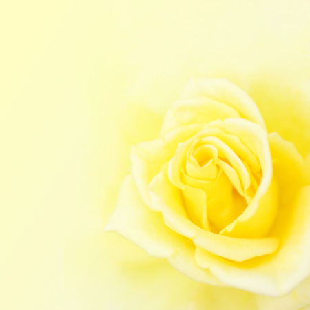 Blurred soft yellow rose background.の写真素材