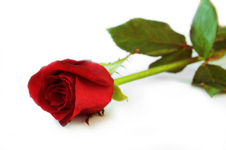 Red rose on white background.の写真素材