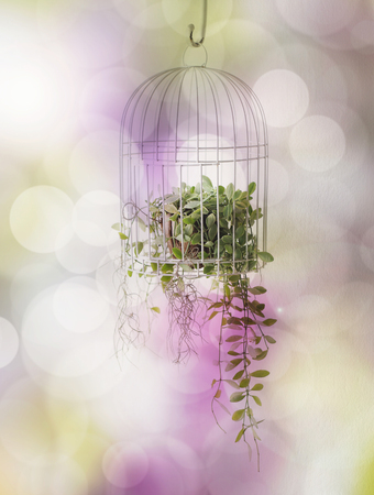Green plant in birdcage with bokeh background.の写真素材