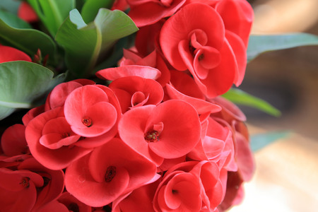 Close up of Red euphorbia milii or Crown of thorns flower.の写真素材