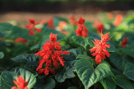 Bunch of red flowers in flowerbed.の写真素材