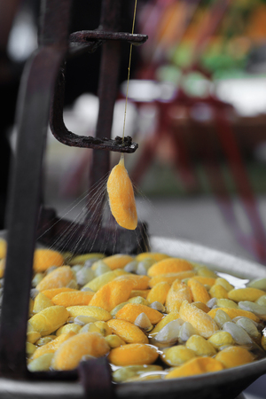 Golden worm cocoon were boiled for threshing silk fibre.の写真素材