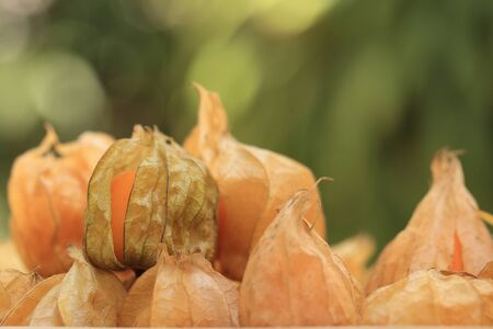 Cape gooseberry fruit, brown autumn crops on green spring bokeh background with copyspace or space for text.の写真素材