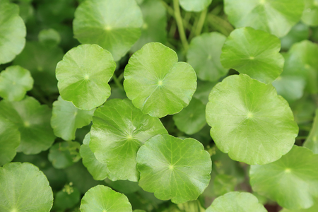 Water pennywort plant, green leave plants look so fresh for background.の写真素材