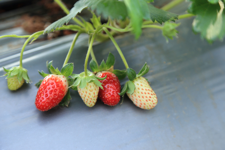 Bunch of young and ripe strawberries fruits growth in farm.の写真素材