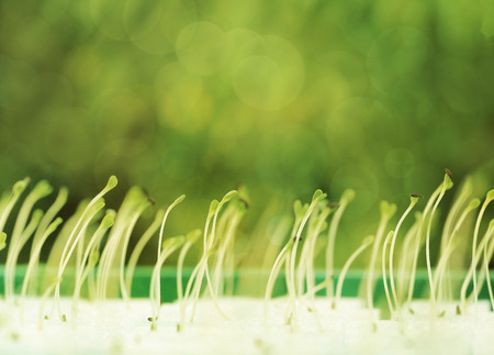 Growing microgreens with seed leaf or cotyledon on green bokeh backgroundの写真素材