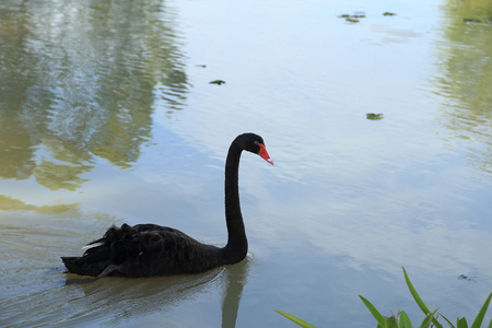 Black swan swim in the nature.の写真素材