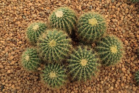 Group of Cactus with thorns on pebble ground.の写真素材