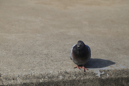 One gray pigeon bird standing alone on ground.の写真素材