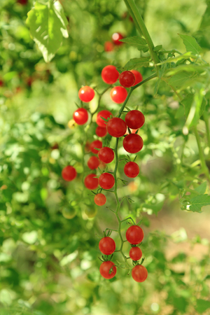 Bunch of red cherry tomatoes ready for picking with fresh green background.の写真素材