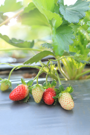 Bunch of young and ripe strawberries fruits growth in plants.の写真素材