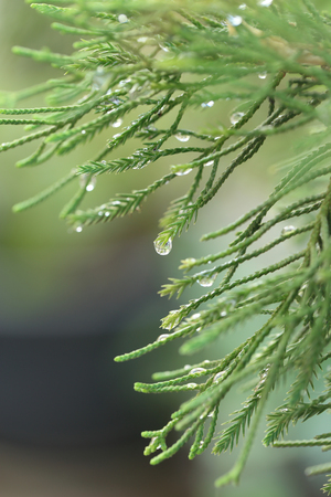 Branch of pine tree with raindrops hung on needles.の写真素材
