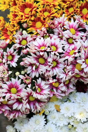 Multi colors chrysanthemum flower bouquet for background.の写真素材