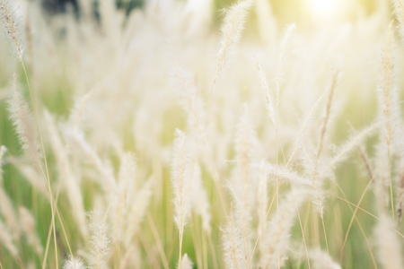 Abstract background of soft and blurred grassland, vintage warm toned.の写真素材