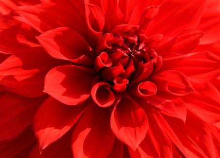 Close up of red dahlia petal for background.の写真素材