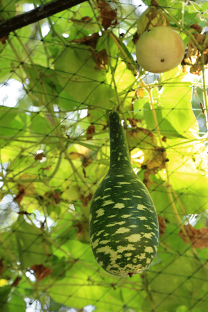 Luffa gourd plant hanging on arbor in vegetable garden.の写真素材