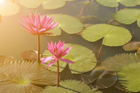Beautiful pink waterlily in natural pond with warm light flare.の写真素材