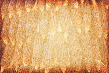 Vintage paper textures with dried corns hanging in rows image for background.の写真素材