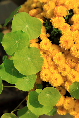 Green water pennywort plant leave and yellow chrysanthemum flowers in sunlight, natural garden background.の写真素材