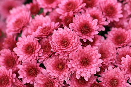 Pink chrysanthemum flowers bouquet for background.の写真素材