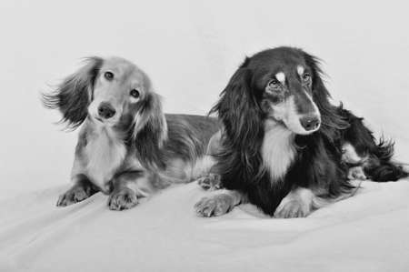 Two doggies lying on a piece of cloth
