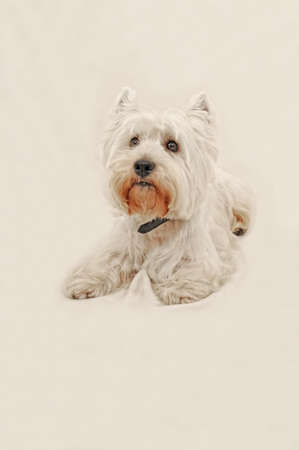 Dog act like what do you wanna me to doの写真素材