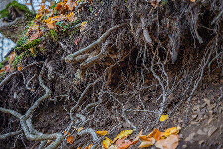 The roots of the tree in the autumn forest. Natural background.