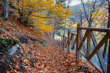 Autumn path with golden and yellow leaves on tree branch by Lake Boraboy Nature Park. Forest hiking...