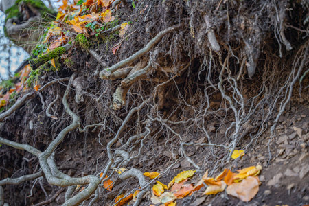 Twisted tree roots on eroded earth. Detailed ground view of tree roots spreading through soil....