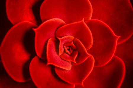 Succulent plant cactus. Vibrant red echeveria lilacina, ghost echeveria. Fractal succulent leaves bloom. Symmetrical patternの写真素材