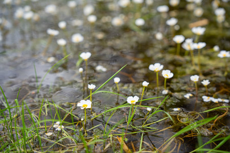 White water flowers in shallow marsh with green grass. Ranunculus peltatus, pond water-crowfoot....