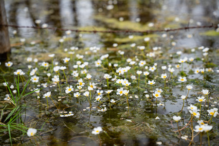 White water flowers in shallow marsh with green grass. Ranunculus peltatus, pond water-crowfoot....