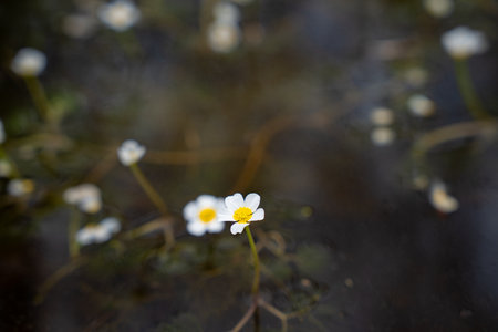 White flowers in the water. Selective focus. Shallow depth of field.の写真素材