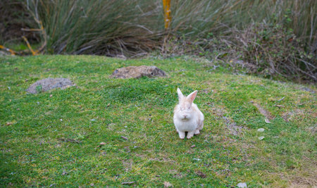 White rabbit with pink eyes sitting on green grass in natural field environment. Cute rabbit with...