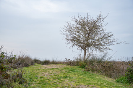 Gravel path through marsh with tall grasses and water under overcast sky. Dirt path leading through...