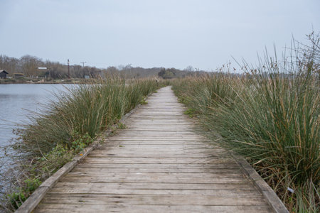 Wooden boardwalk through marsh with tall grasses and water under overcast sky. Wooden path in...
