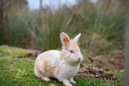 White rabbit with pink eyes sitting on green grass in natural field environment. Cute rabbit with...