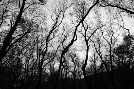 Black and white silhouette of dense bare tree branches against a dramatic winter sky. High contrast...