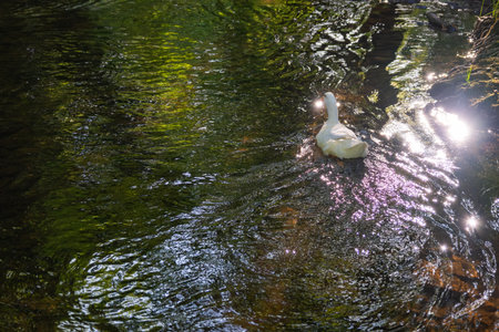 White duck swimming in a sunlit forest stream. Goose gliding through a reflective water, sunlight reflectionsの写真素材