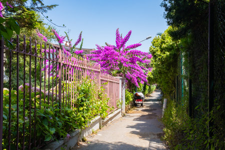 Street view from Buyukada in Adalar , one of the Prince Islands in Istanbul. Narrow alleyway with lush greenery and purple vibrant bougainvillea flowers. Shaded pathway, walkwayの写真素材